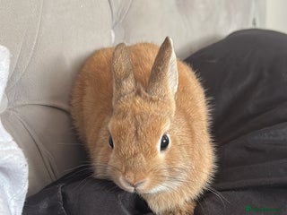 Netherland Dwarf rabbits Netherlands dwarf rabbit - Advert 1