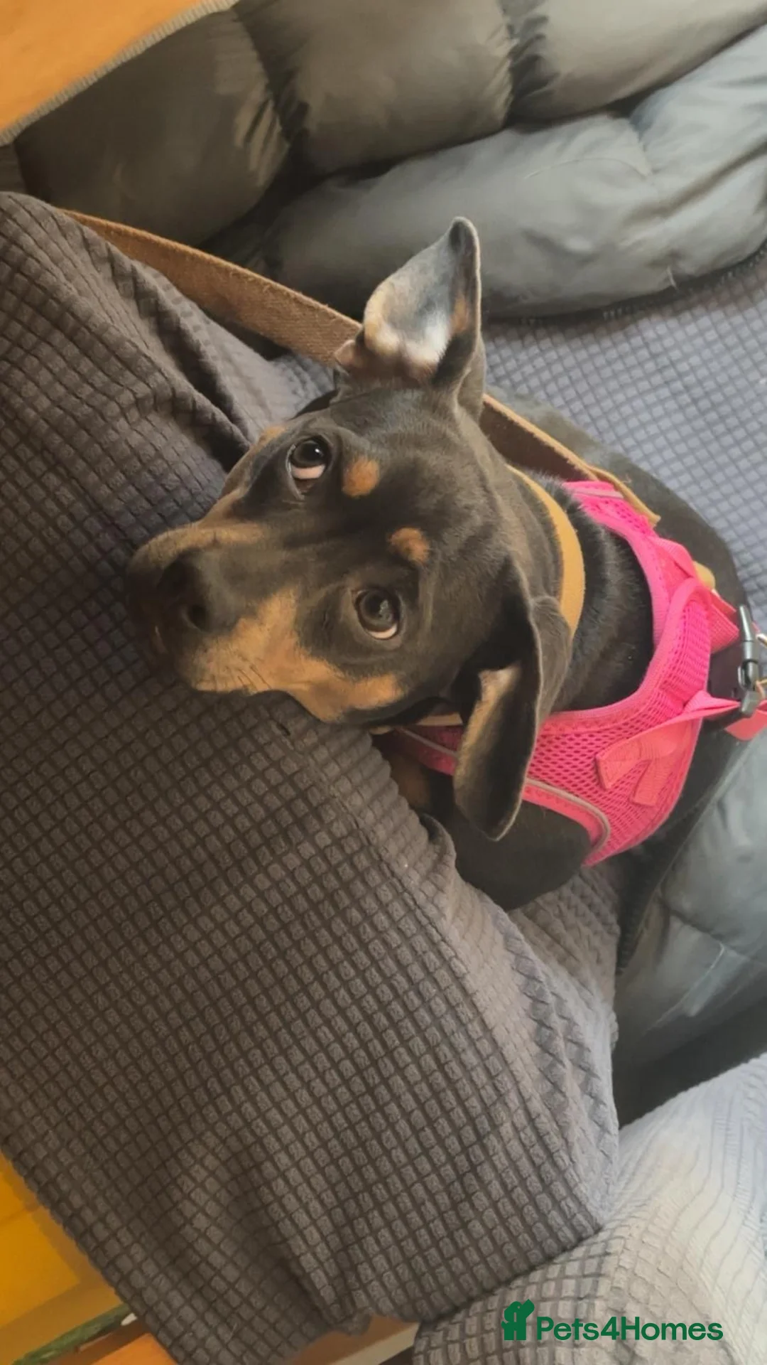 Mixed Breed dogs for sale: Daschund  in St. Ives - Advert 2