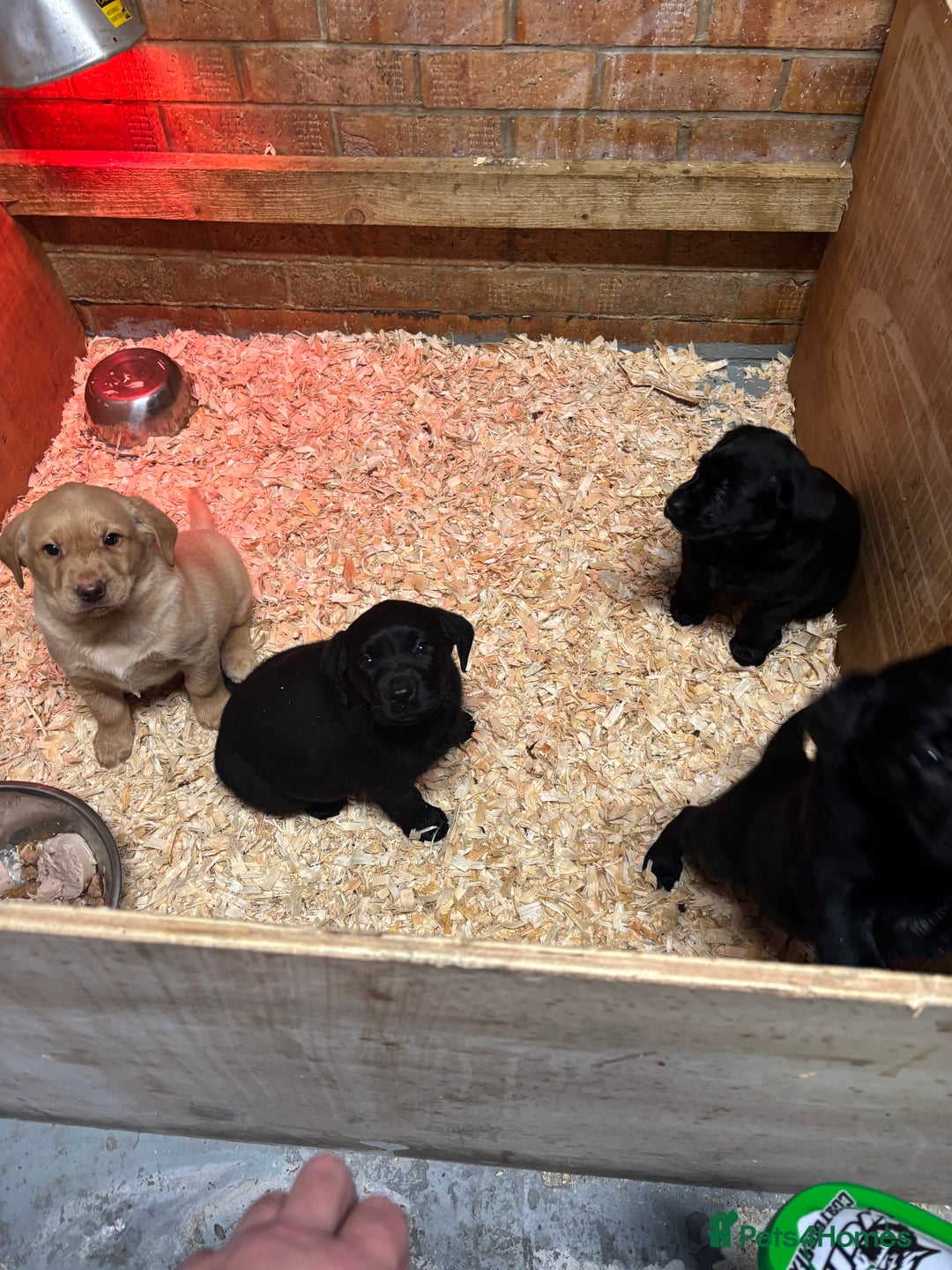 Labrador Retriever dogs for sale: Pure chunky Labrador puppies - Advert 8
