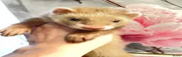 Ferret rodents for sale: 3 gorgeous ferret kits looking for new homes - Advert 7