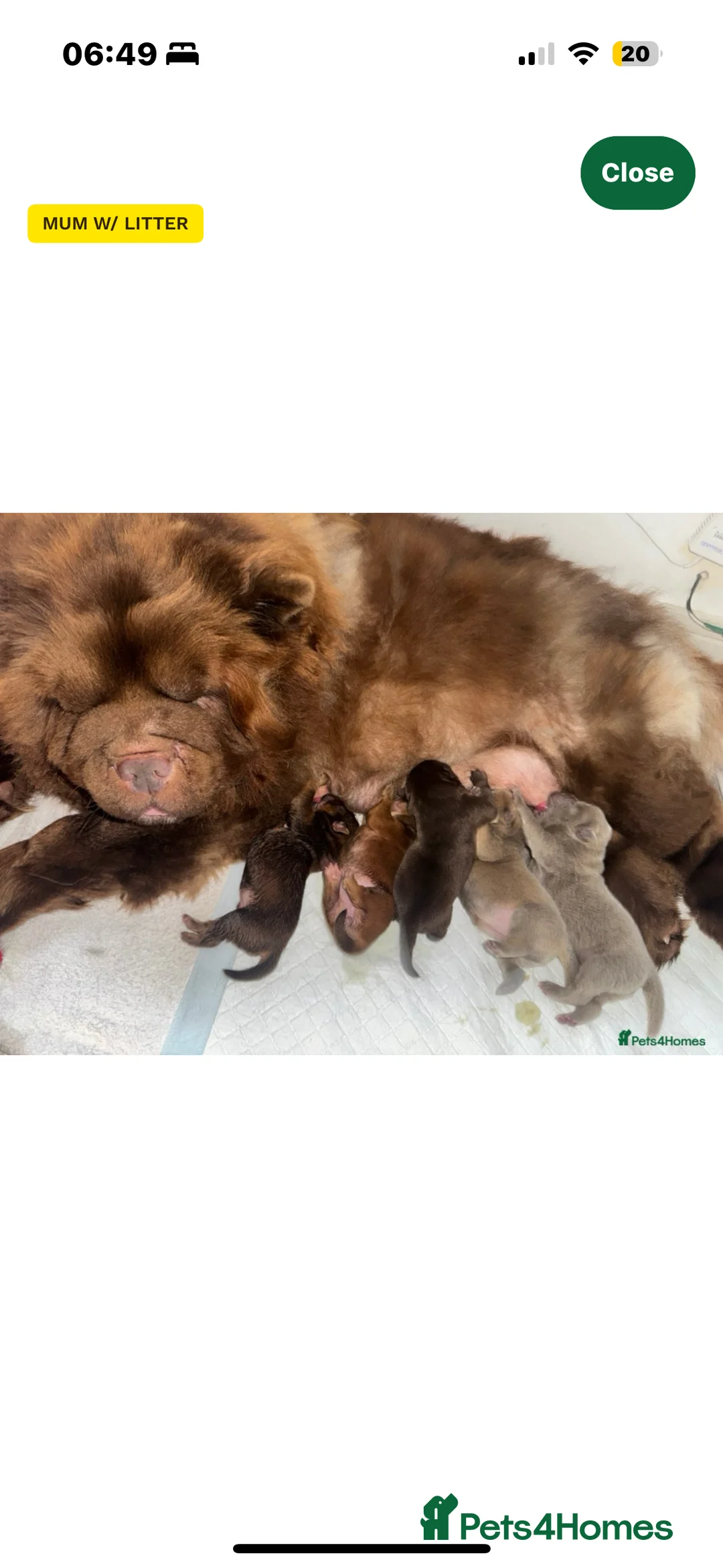 Chow Chow dogs for stud: HERSHEY the famous chocolate carrying blue. in Cheltenham - Advert 39