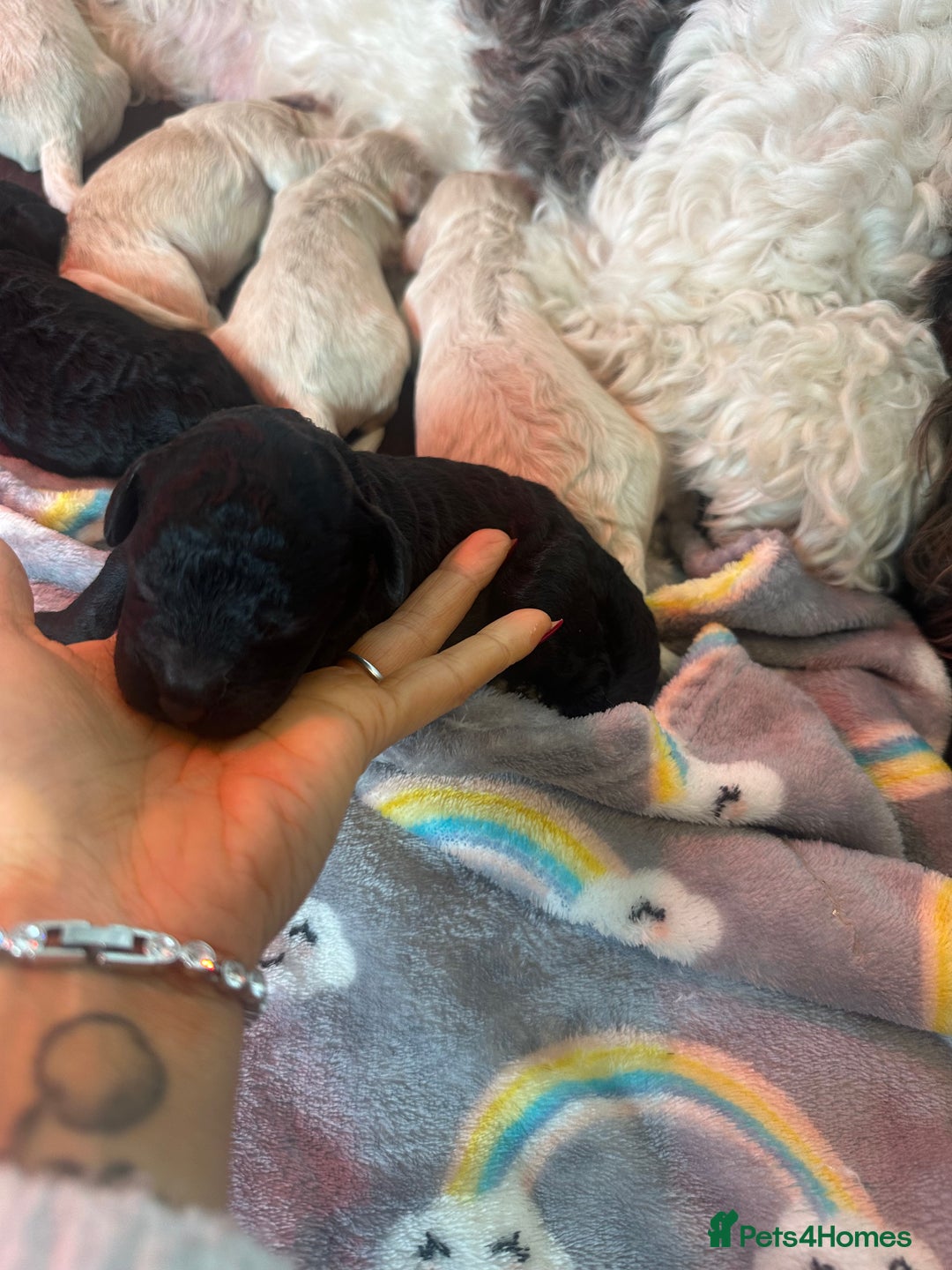 Cockapoo dogs for sale: F1B cockapoos  - Advert 6