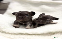French Bulldog dogs for sale: Beautiful litter off French bulldog puppies  - Image 17