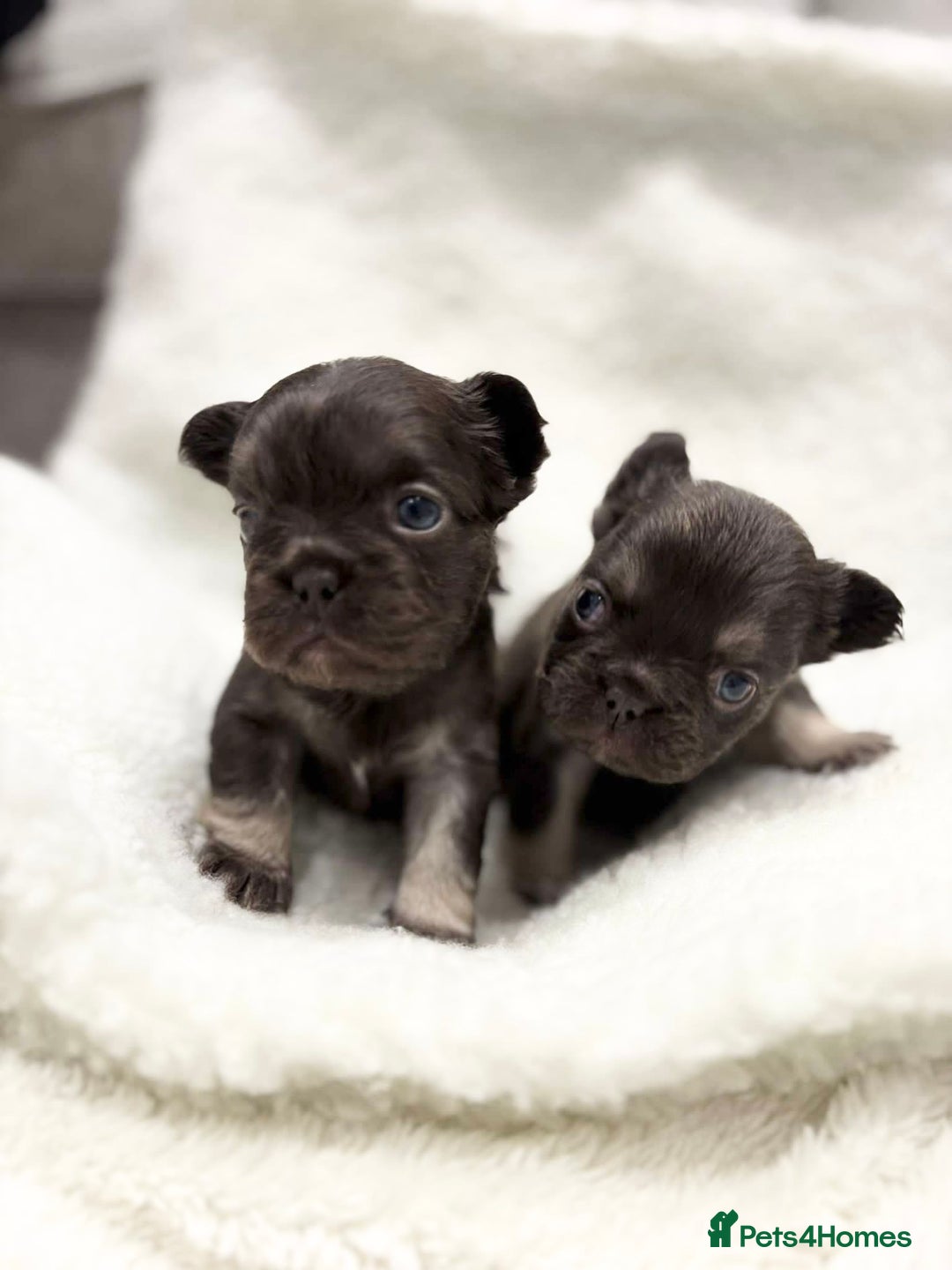 French Bulldog dogs for sale: Beautiful litter off French bulldog puppies  - Image 17