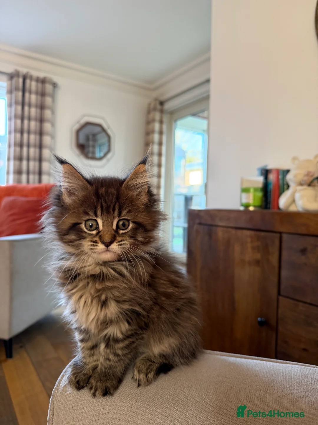 Maine Coon cats for sale: One female main coin baby - Advert 5