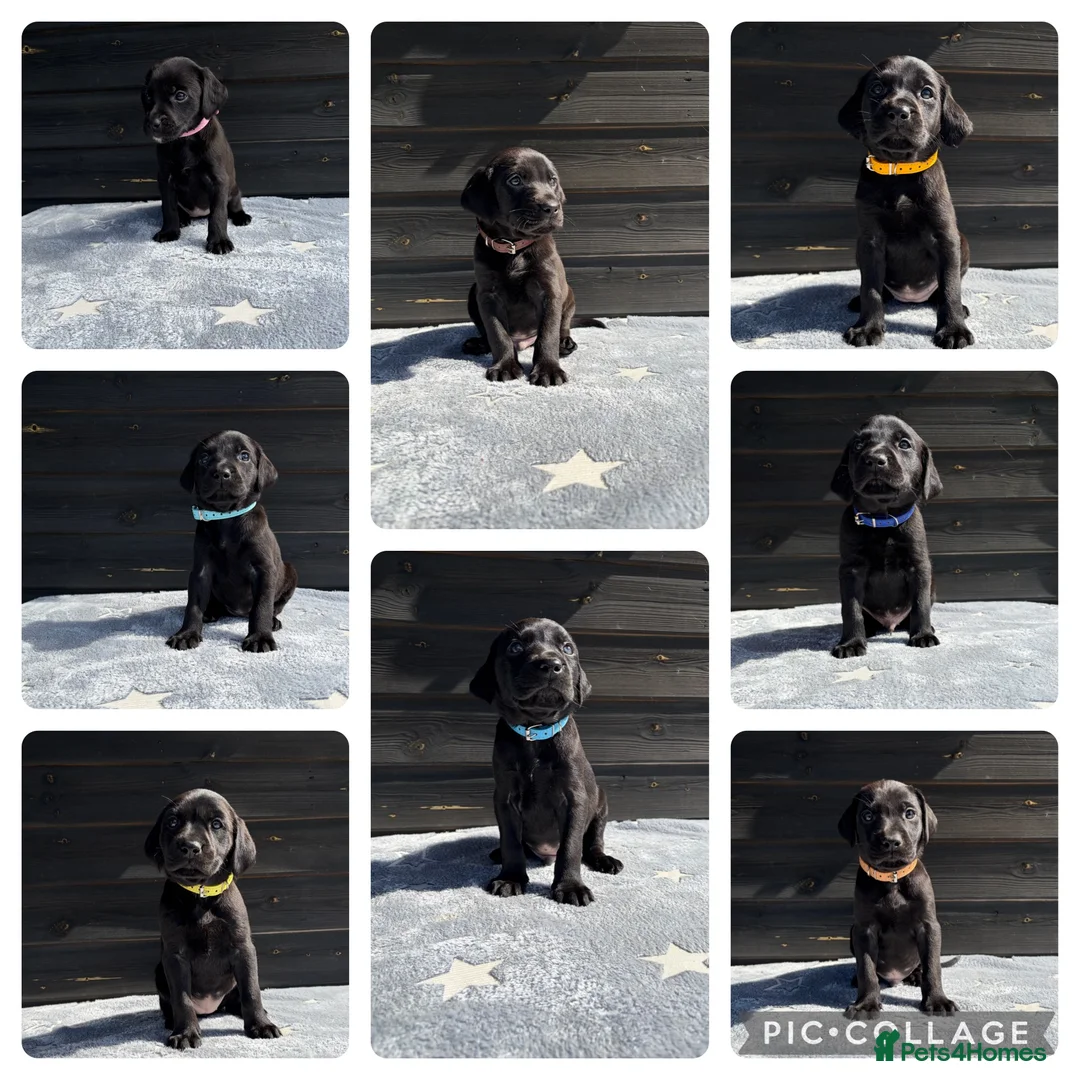 Mixed Breed dogs for sale: 8 LABMARANER Pups  - Advert 1