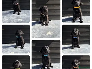 Mixed Breed dogs for sale: 8 LABMARANER Pups - Advert 1