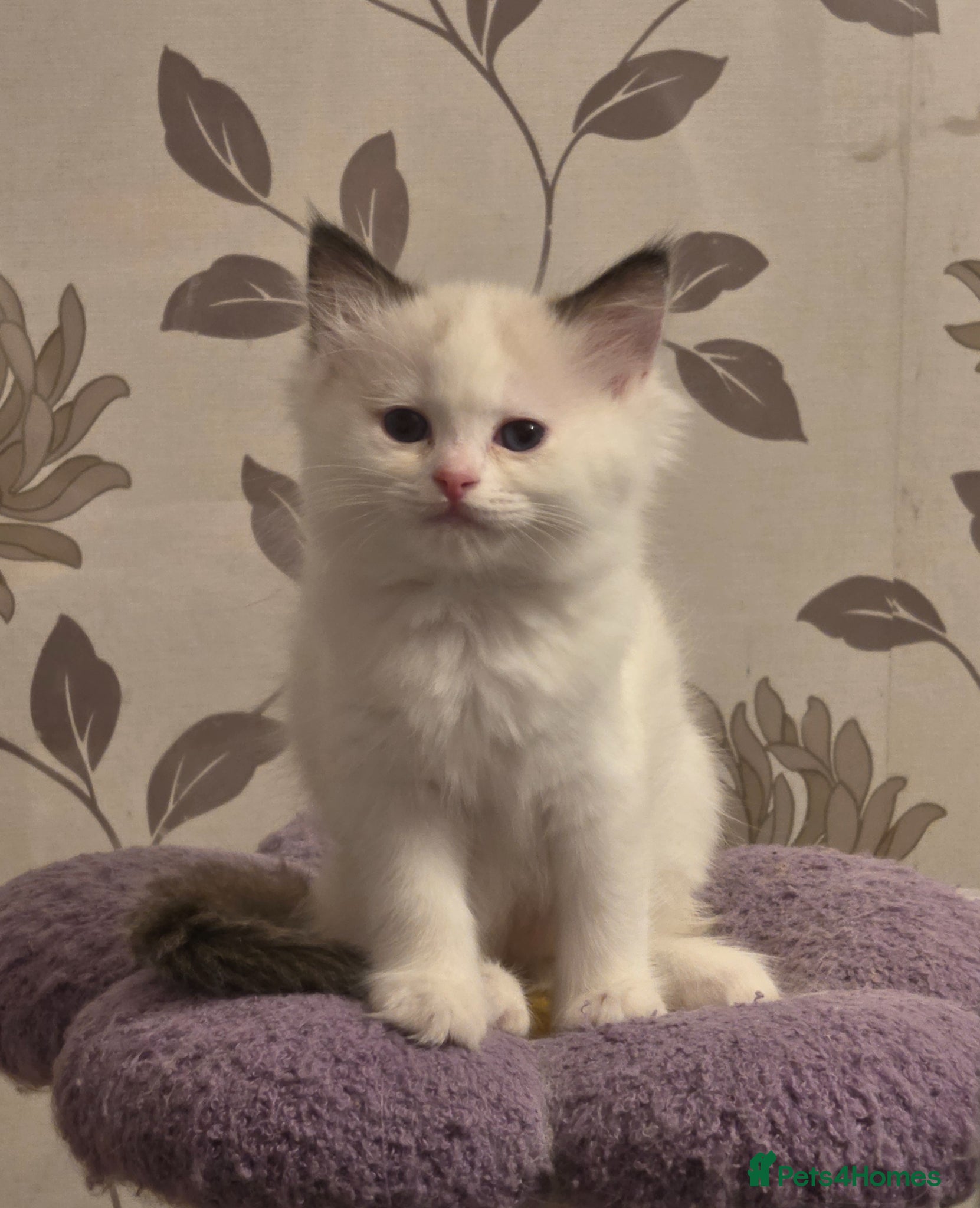 Ragdoll cats Full pedigree ragdoll  - Advert 4