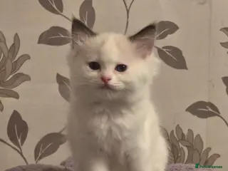 Ragdoll cats Full pedigree ragdoll - Advert 6