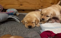 Labrador Retriever dogs for sale: English yellow Labradors  - Image 9