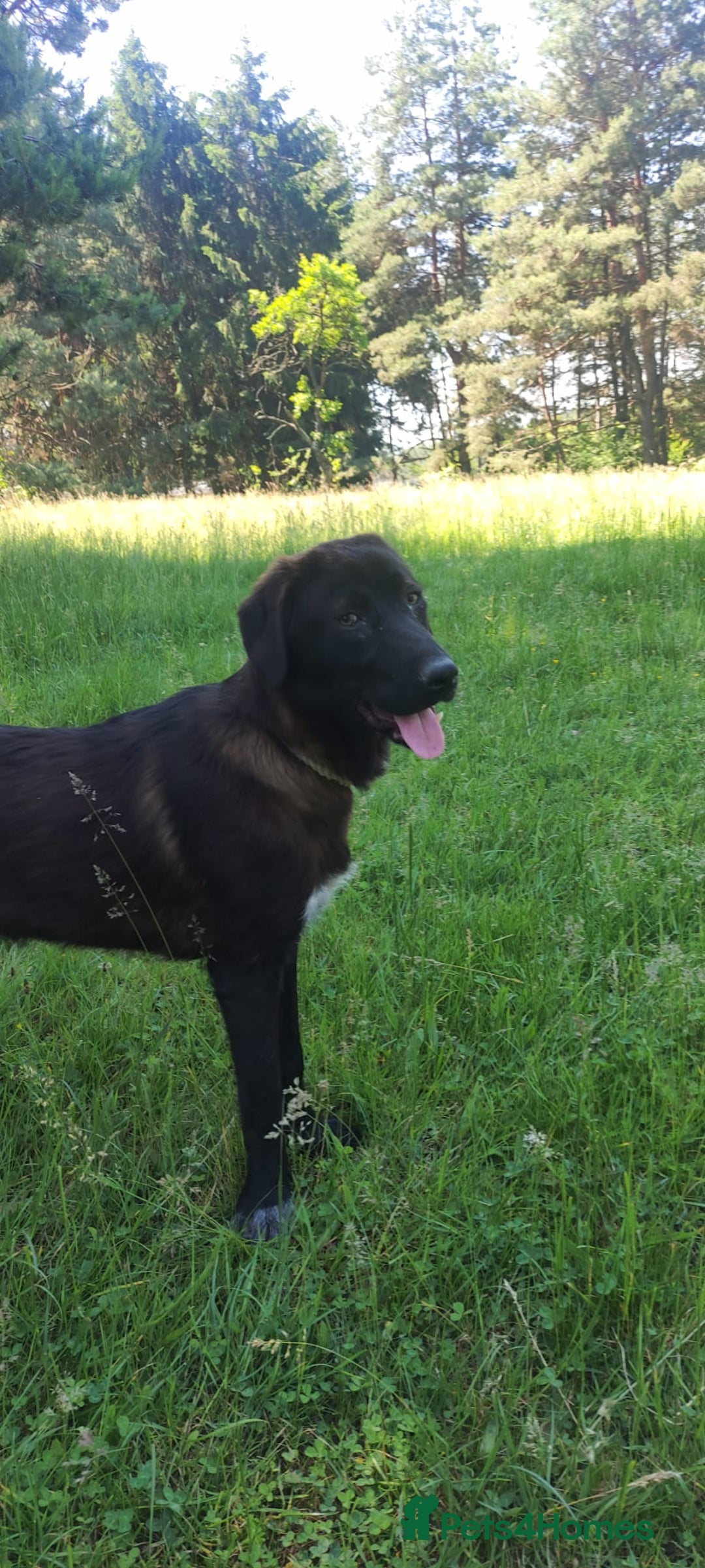 Mixed Breed dogs for adoption: 🌸 MABEL - Quiet, Sweet, a Beautiful Soul - Advert 3