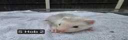 Ferret rodents for sale: Full, Semi & Half Angora Kits - Advert 8