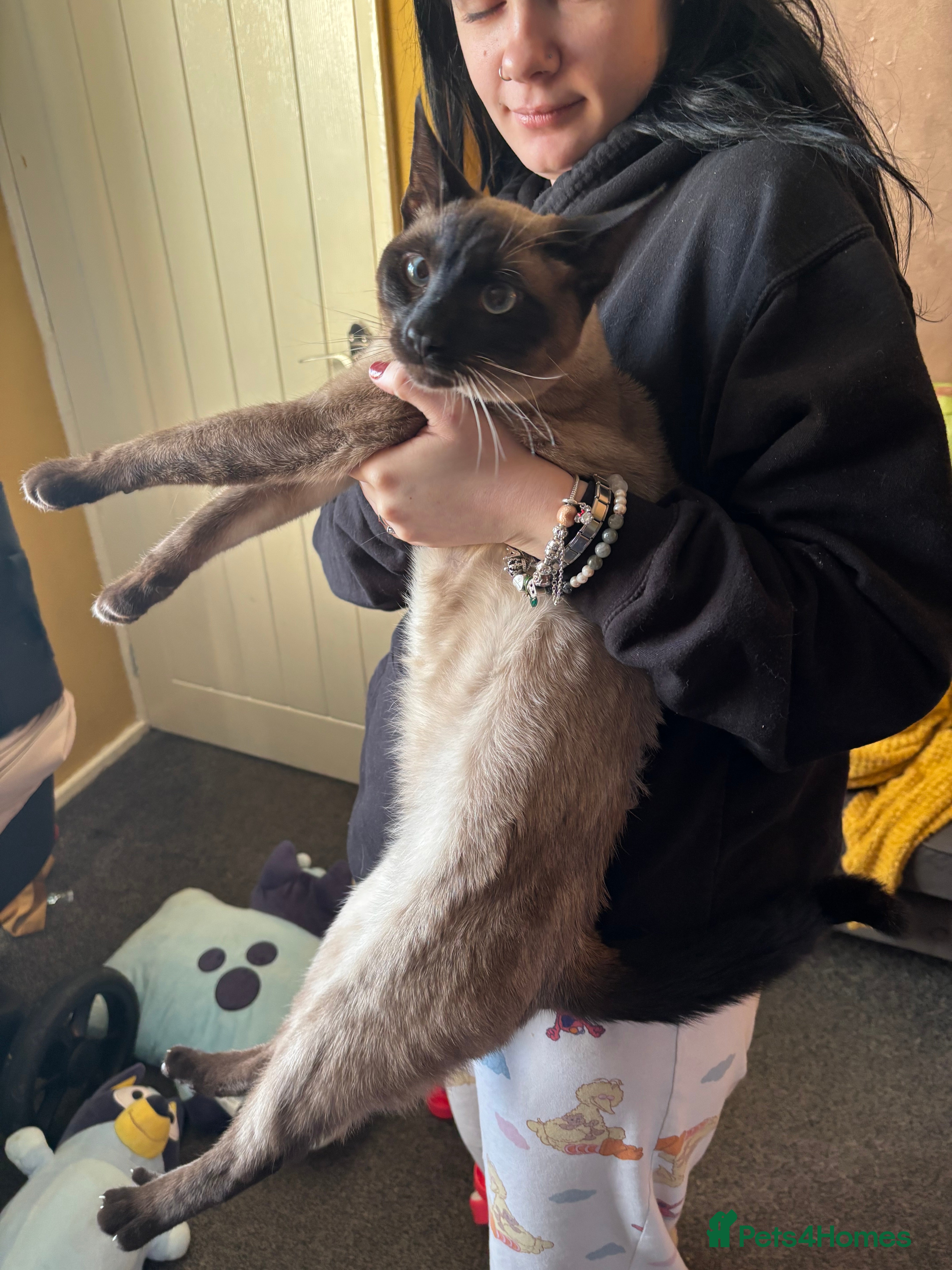 Mixed Breed cats Maine coon cross Siamese kitten  - Advert 18