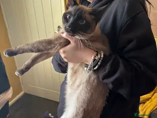 Mixed Breed cats Maine coon cross Siamese kitten - Advert 18