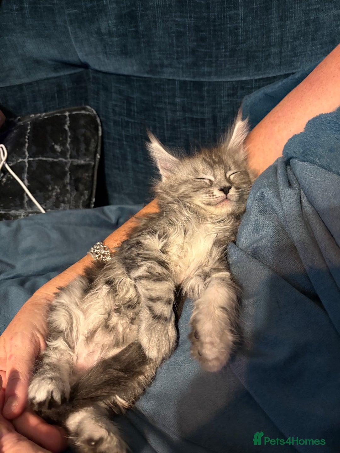 Maine Coon cats for sale: Pedigree registered Maine Coon - Advert 6
