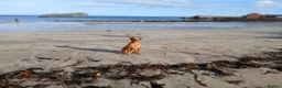 Labrador Retriever dogs for sale: Exceptional Fox Red Labrador Retriever Puppies - Advert 3