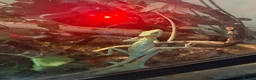 Iguana reptiles for sale: Casque headed iguanas  in Edenbridge - Advert 5