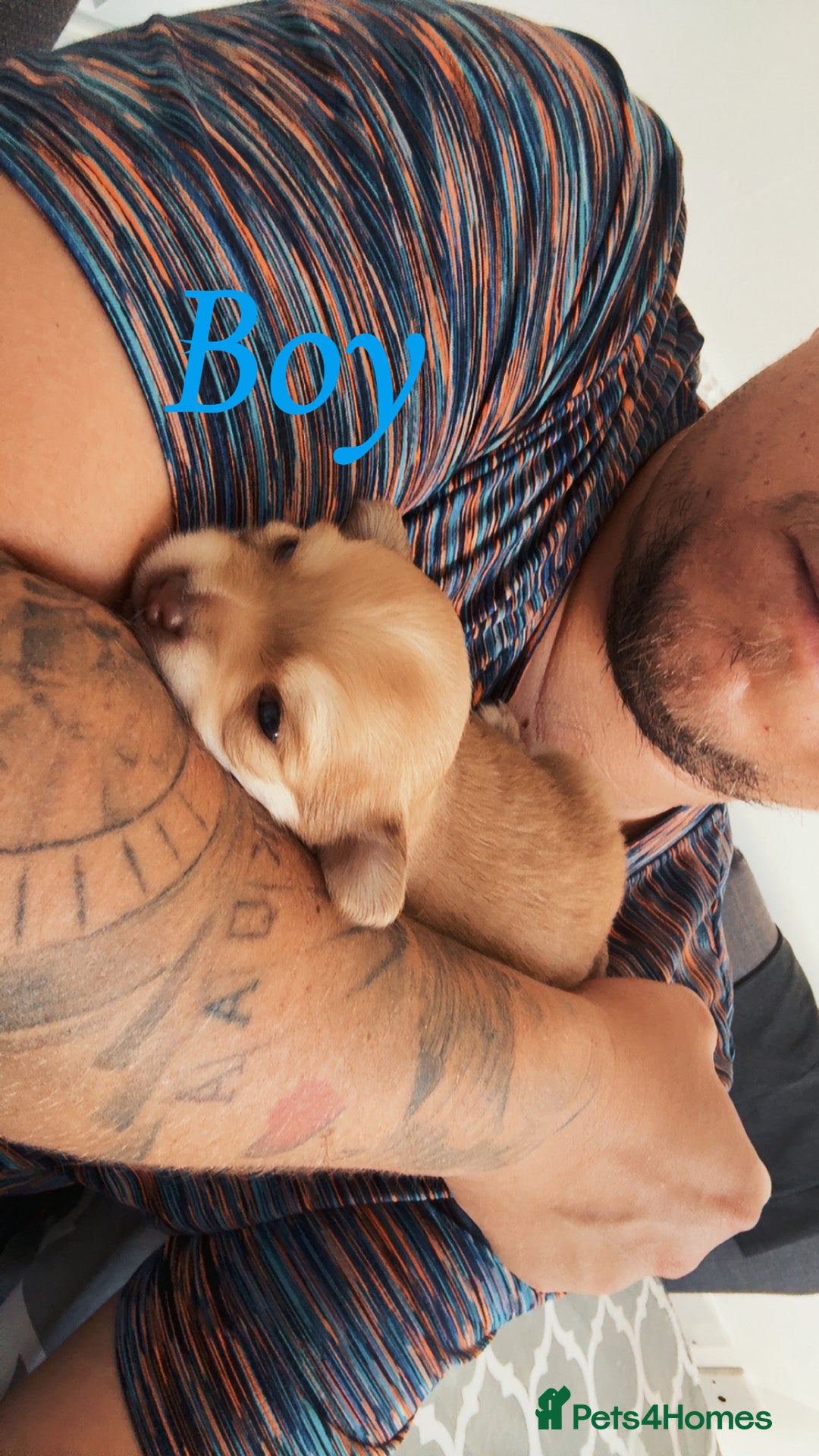 Chihuahua dogs for sale: Chihuahua puppies  - Image 2