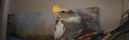 Cockatiels birds for sale: Hand tamed 2 baby cockatiels available  - Advert 13
