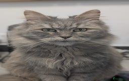 Mixed Breed cats for sale: Beautiful fluffy kittens, mum Persian X mainecoon  - Image 14