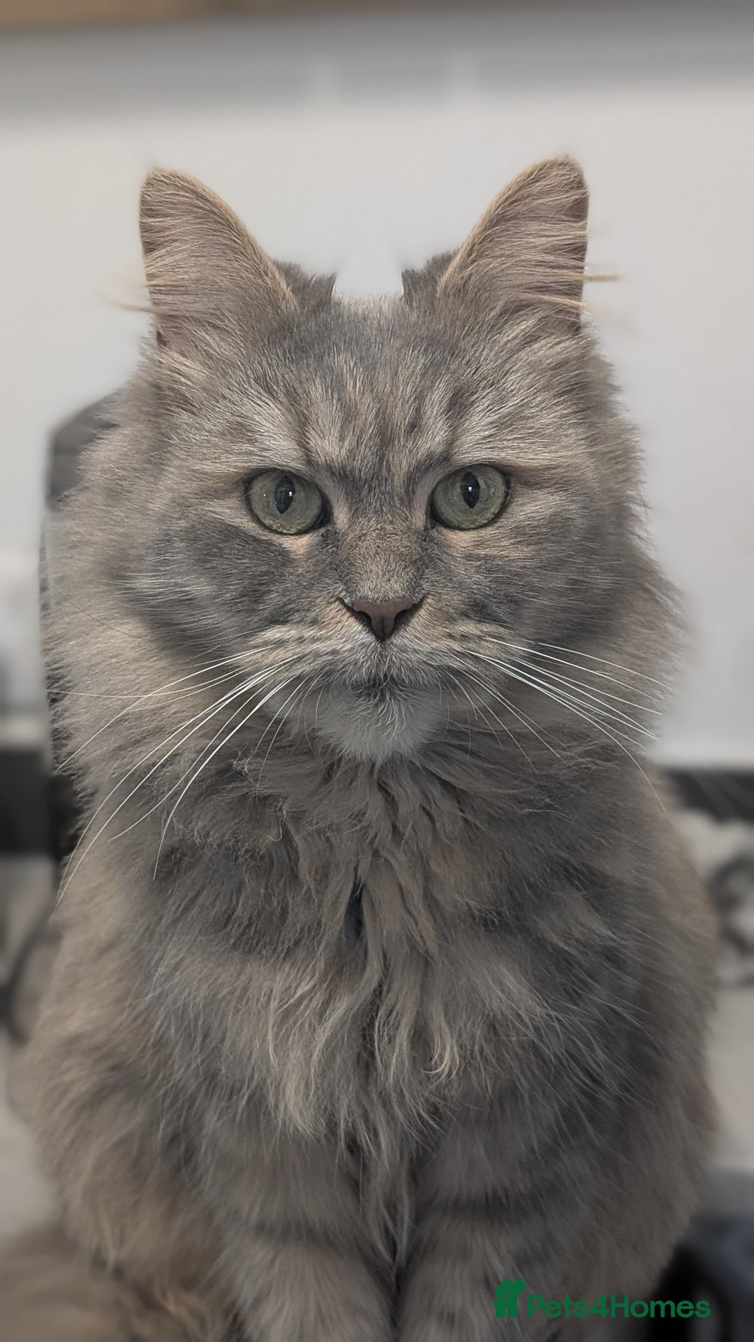 Mixed Breed cats for sale: Beautiful fluffy kittens, mum Persian X mainecoon  - Image 14