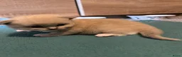 Ragdoll cats for sale: 2 Gorgeous Full Ragdoll Kittens in Falkirk - Advert 3