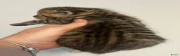 Maine Coon cats for sale: Maine coon kittens  - Advert 7