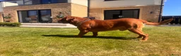 Dogue De Bordeaux dogs for stud: **STUD** not for sale kc Bordeaux  - Advert 7