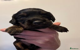 Cocker Spaniel dogs for sale: KC reg cocker spaniel pups  - Image 15