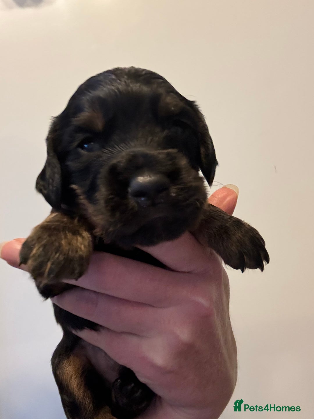 Cocker Spaniel dogs for sale: KC reg cocker spaniel pups  - Image 15