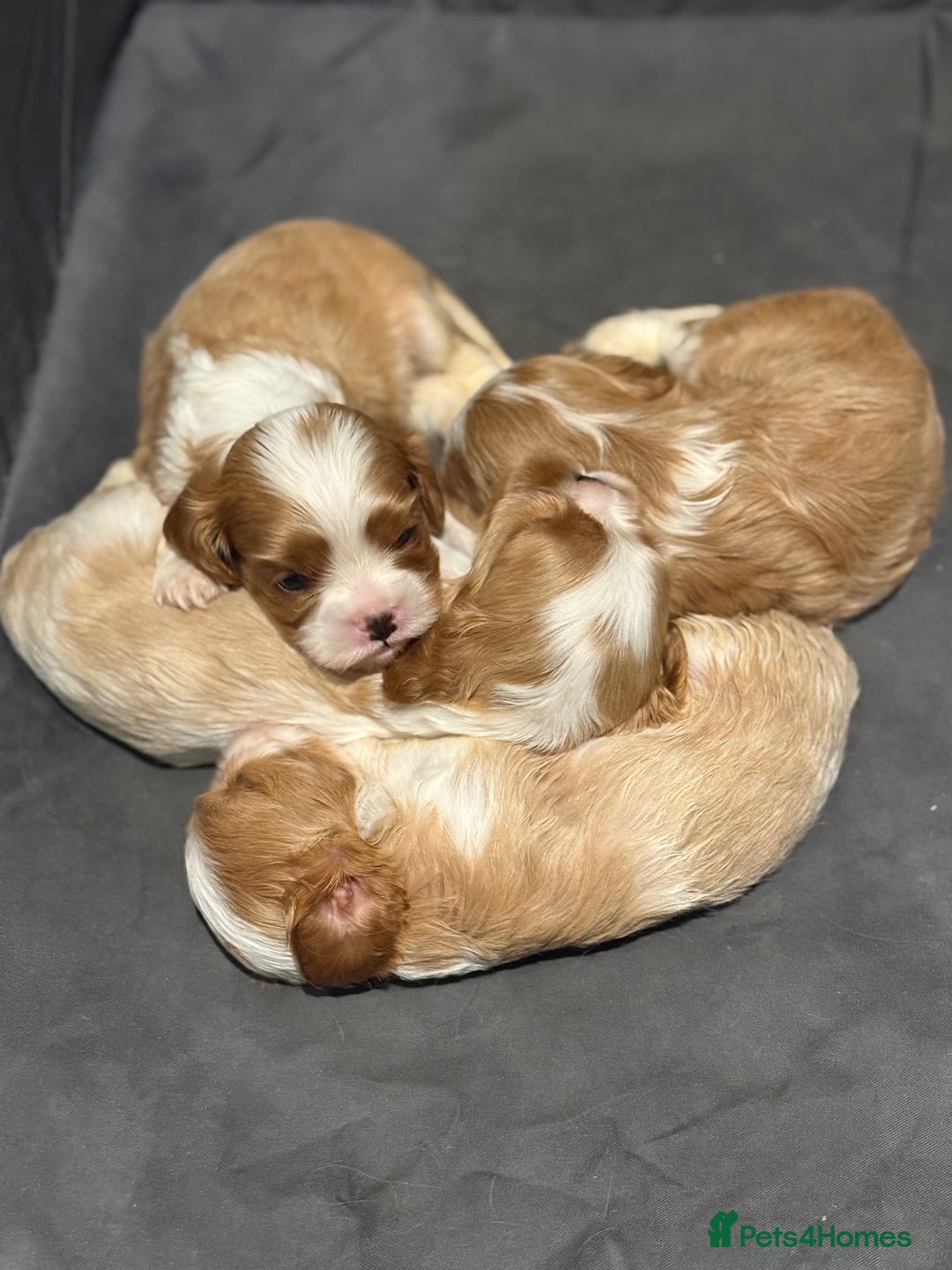 Cavalier King Charles Spaniel dogs for sale: Cavalier King Charles Pups - Advert 2