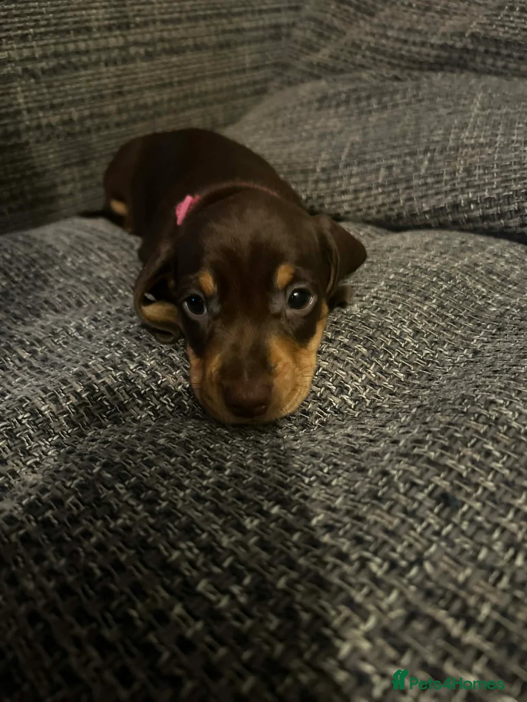 Dachshund dogs for sale: 4 beautiful boys  - Advert 13
