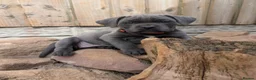 Cane Corso dogs for sale: Cane corso puppies  - Advert 11