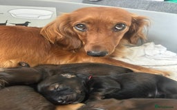 Dachshund dogs for sale: 5 beautiful long-haired Dachshunds pupps - Image 21