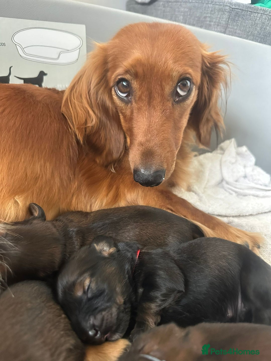 Dachshund dogs for sale: 5 beautiful long-haired Dachshunds pupps - Image 21