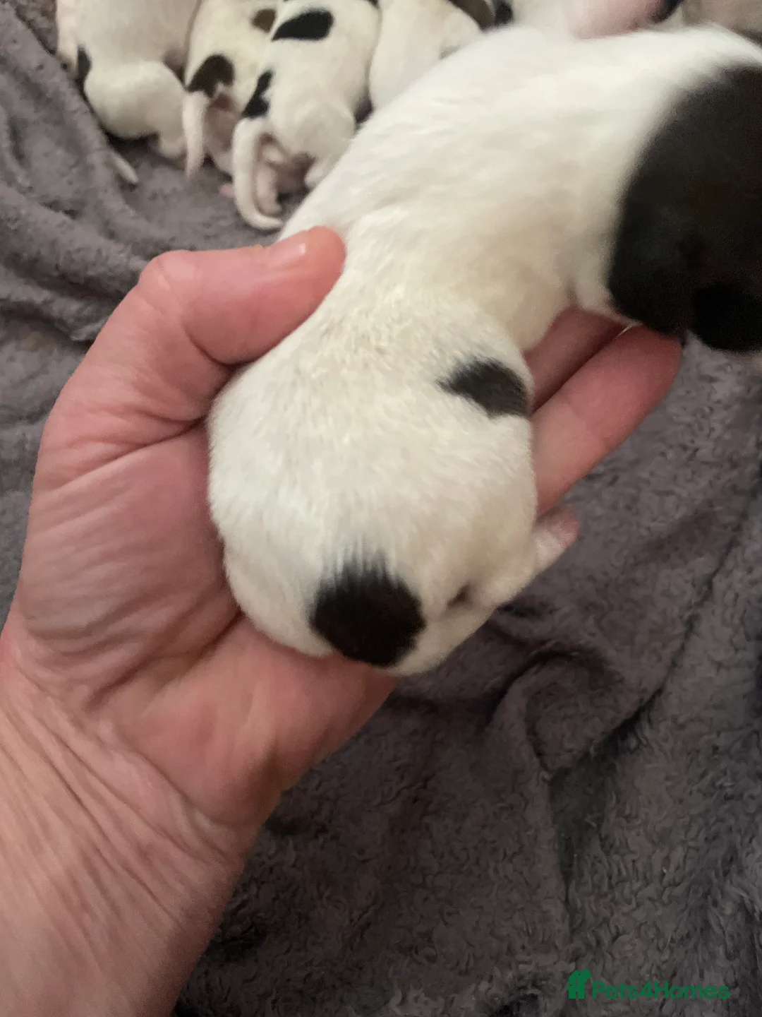 Jack Russell dogs for sale: Stunning short legged Jack Russells - Advert 1