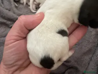 Jack Russell dogs Stunning short legged Jack Russells - Advert 16