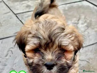 Lhasa Apso dogs One Adorable Lhasa Apso Pups KC reg GPRA Clear - Advert 3