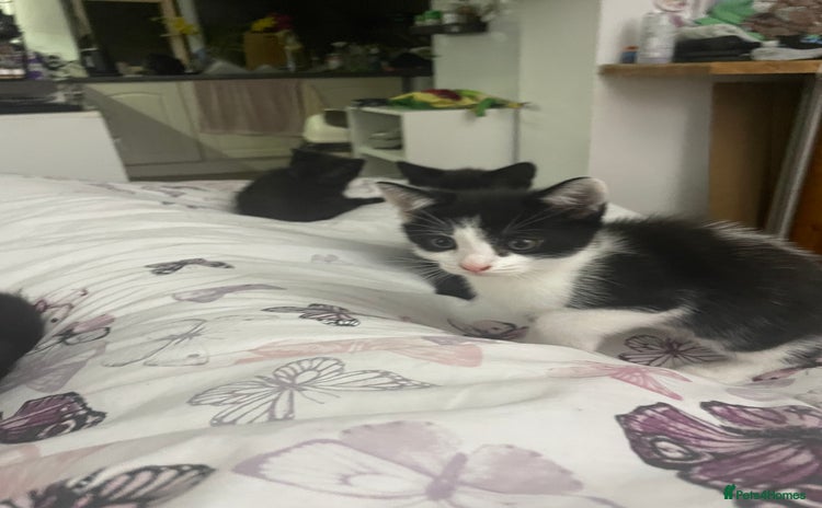 Mixed Breed cats - Advert 4