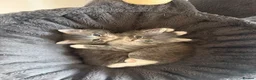 Ragdoll cats for sale: 4 Ragdoll Tabby Kittens in London - Advert 5