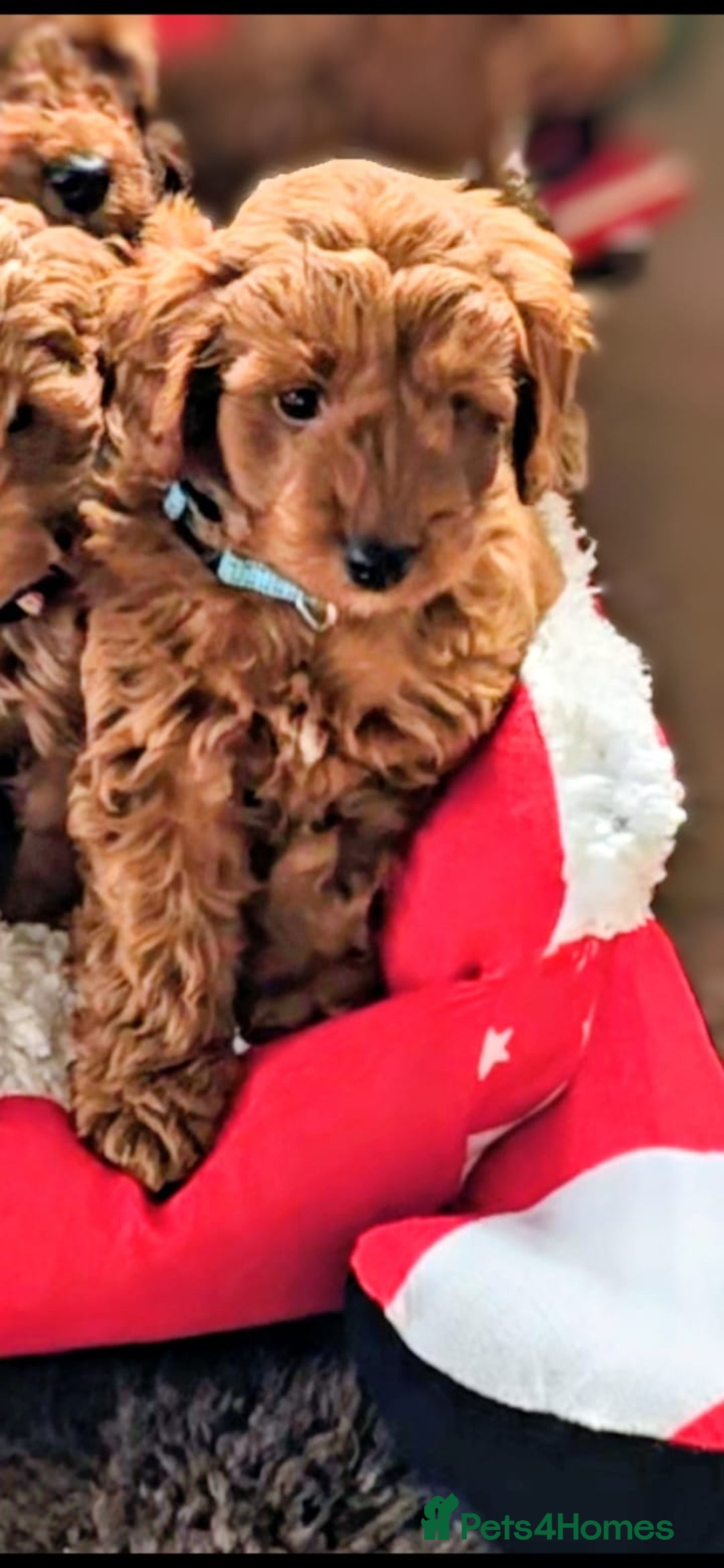 Cockapoo dogs for sale: GENUINE F1B COCKAPOO PUPPIES  - Advert 10