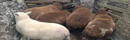 Sheep livestock for sale: Lambs (Weaned)  - Advert 1