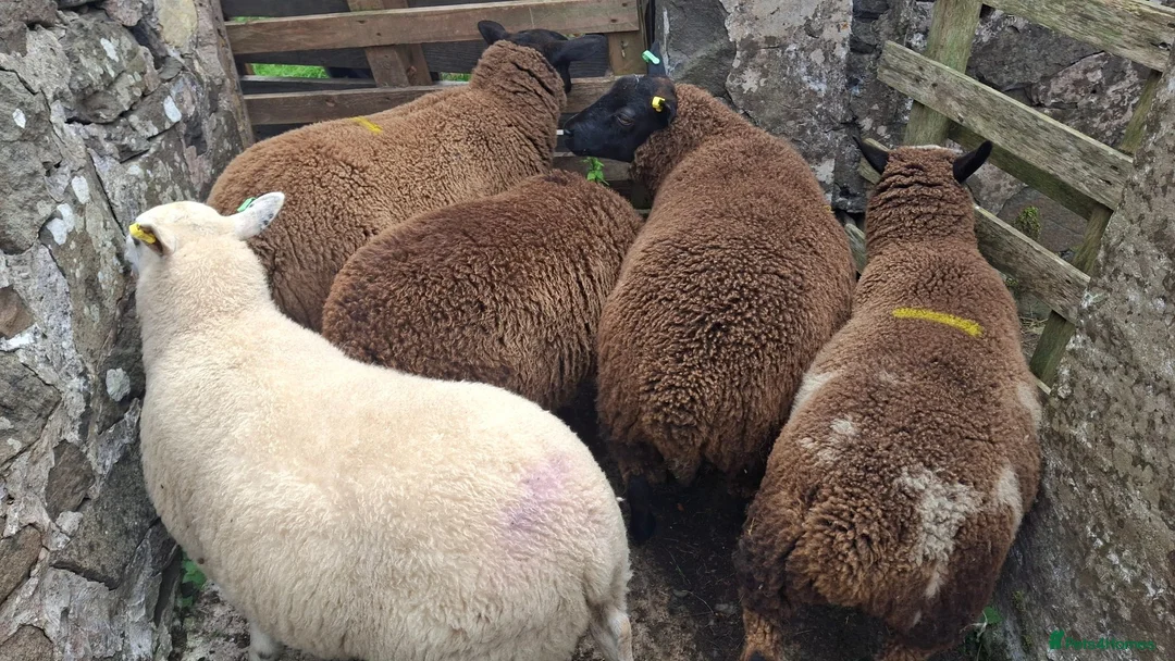 Sheep livestock for sale: Lambs (Weaned)  - Advert 1