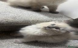 Ragdoll cats for sale: Ragdoll kittens - Image 7