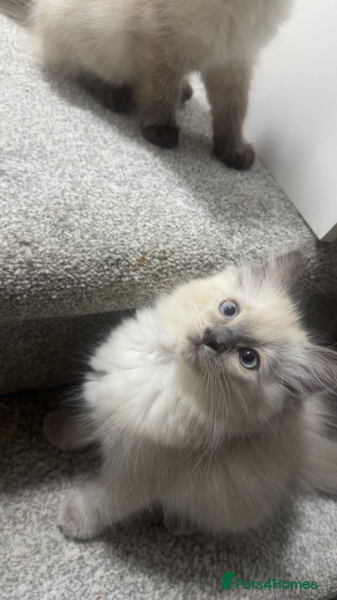 Ragdoll cats for sale: Ragdoll kittens - Image 7