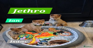 Japanese Shiba Inu dogs Gorgeous Shibas  - Advert 1