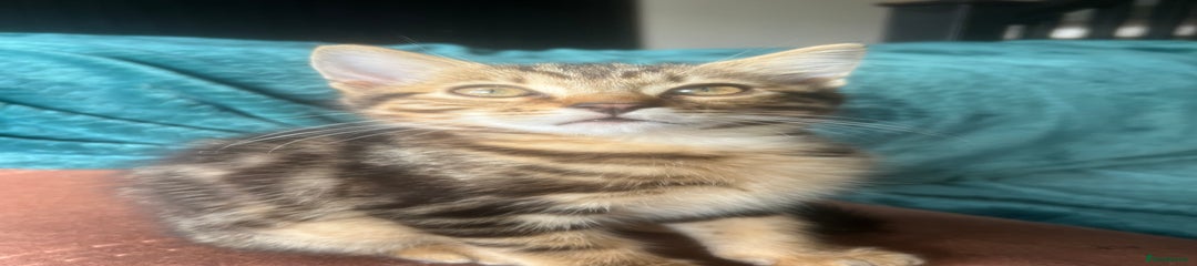 Mixed Breed Kitten 3- Tiffany 