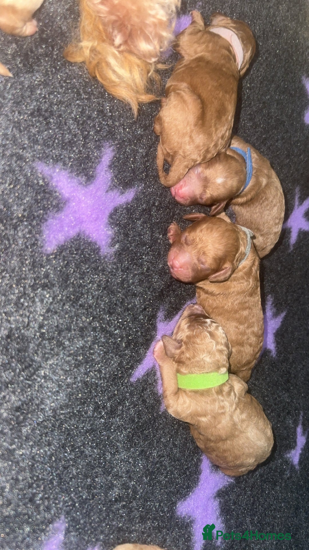 Cockapoo dogs for sale: FOX RED TOY COCKAPOO PUPPIES  - Advert 9