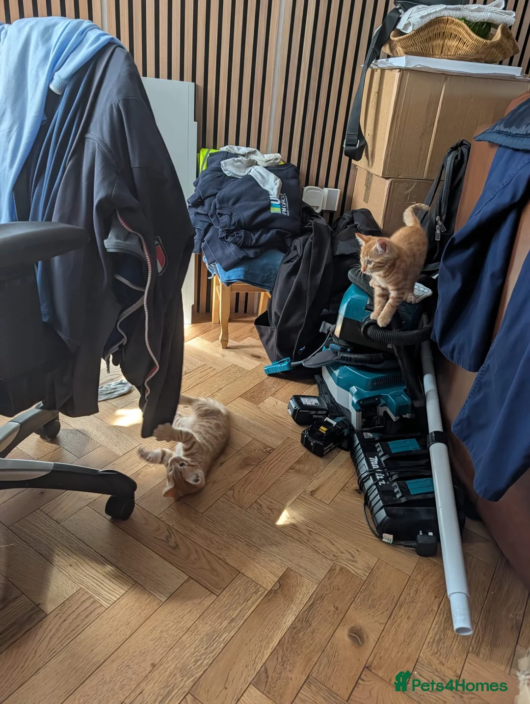 Toyger cats for sale: One female Toyger kitten for sale  - Advert 3