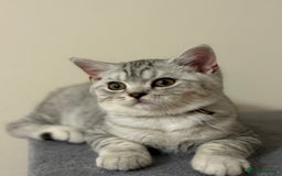British Shorthair cats for sale: Pedigree|Champion Lines|GCCF Registered| - Image 11